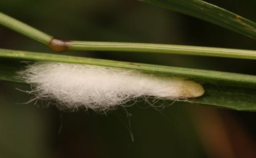 Eriopeltis festucae